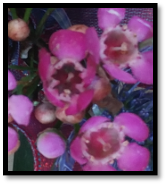Wax Flower